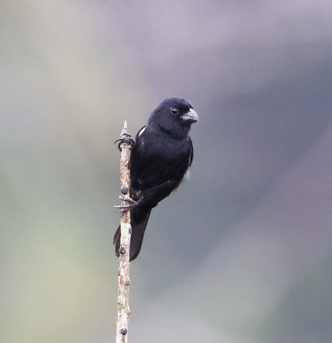 Variable Seedeater - ML620137155