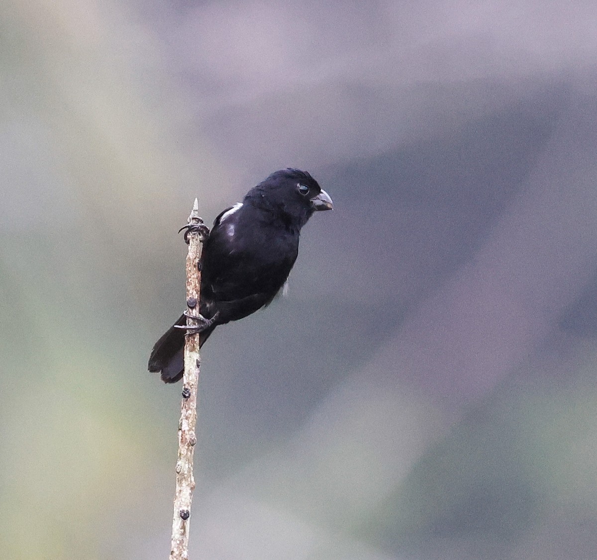 Variable Seedeater - ML620137156