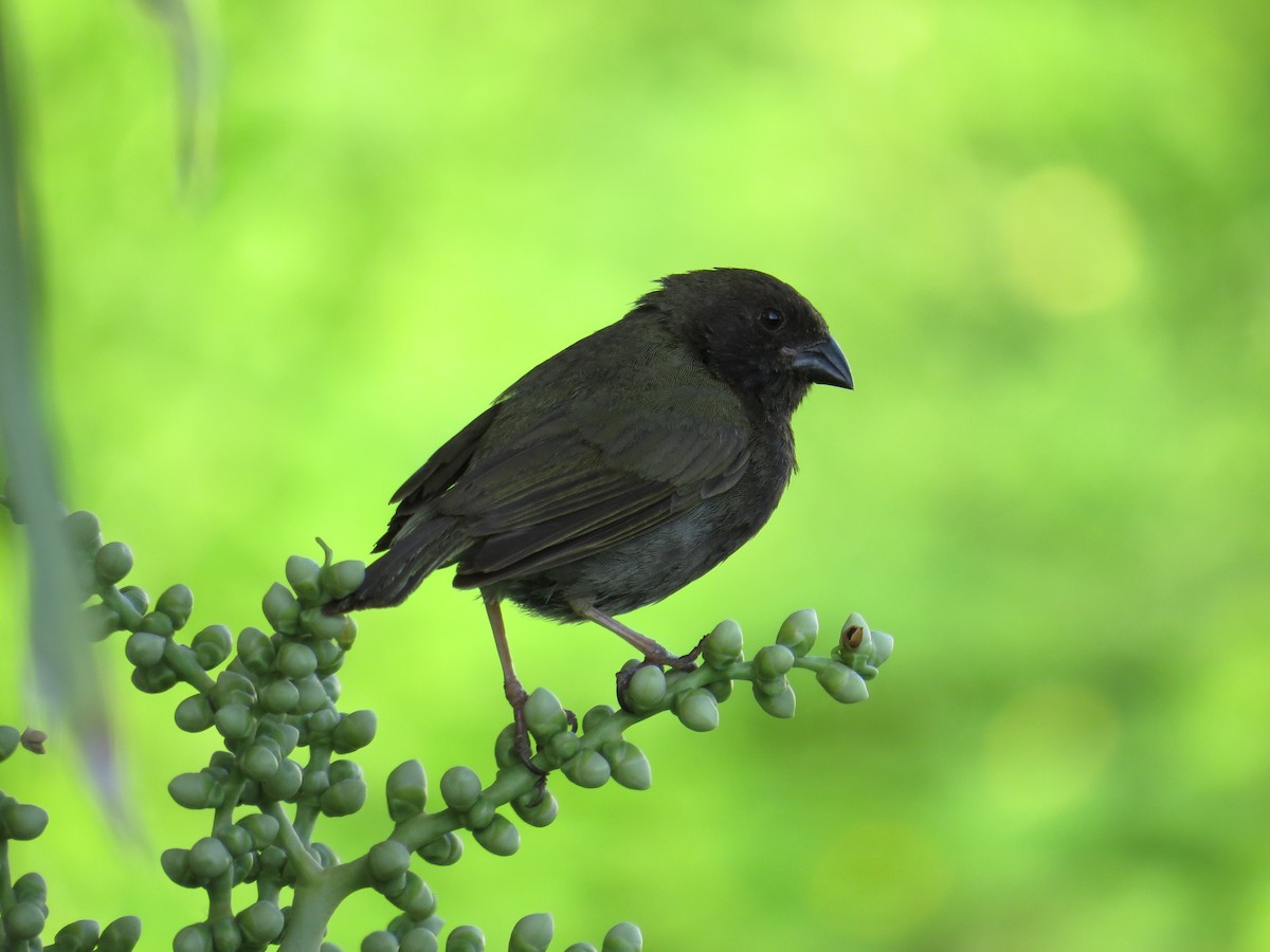 Black-faced Grassquit - ML620137162