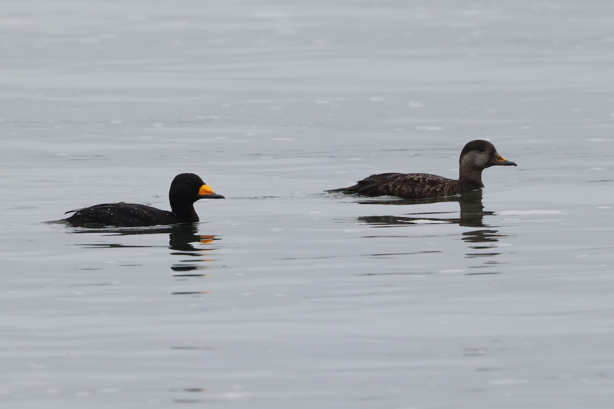 Black Scoter - ML620137168