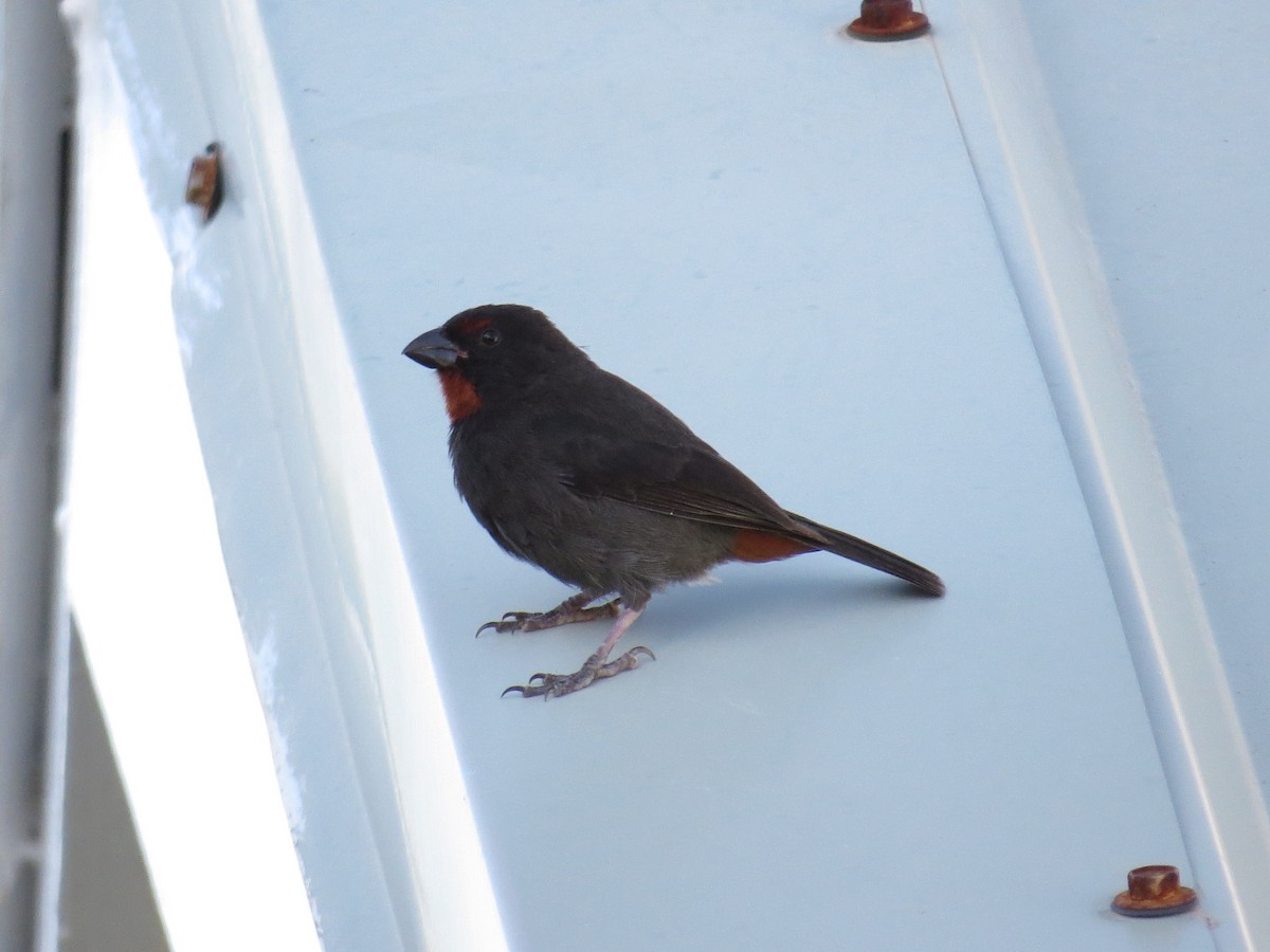 Lesser Antillean Bullfinch - ML620137174