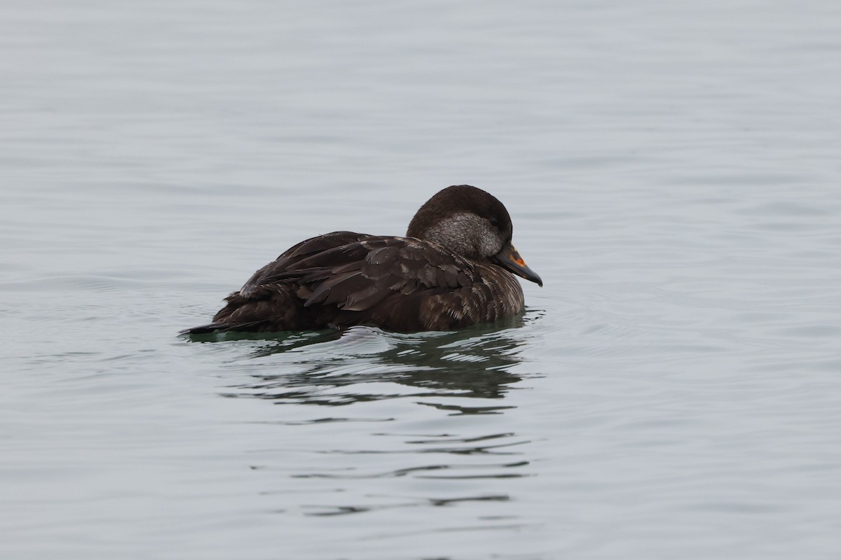 Black Scoter - ML620137180