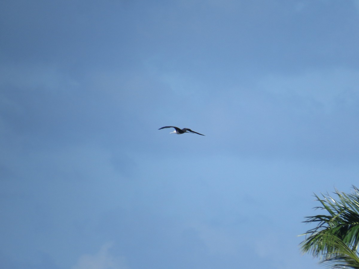Magnificent Frigatebird - ML620137181