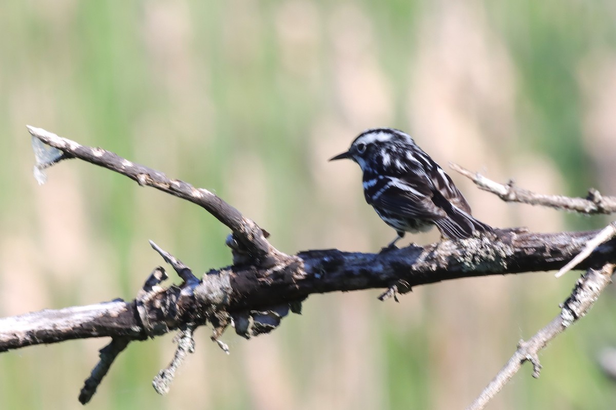 Black-and-white Warbler - ML620137185