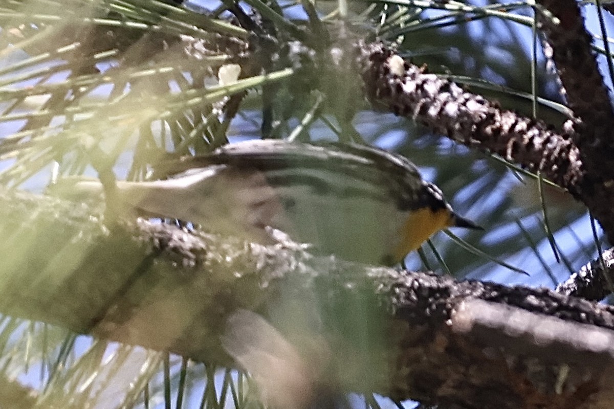 Yellow-throated Warbler - ML620137196