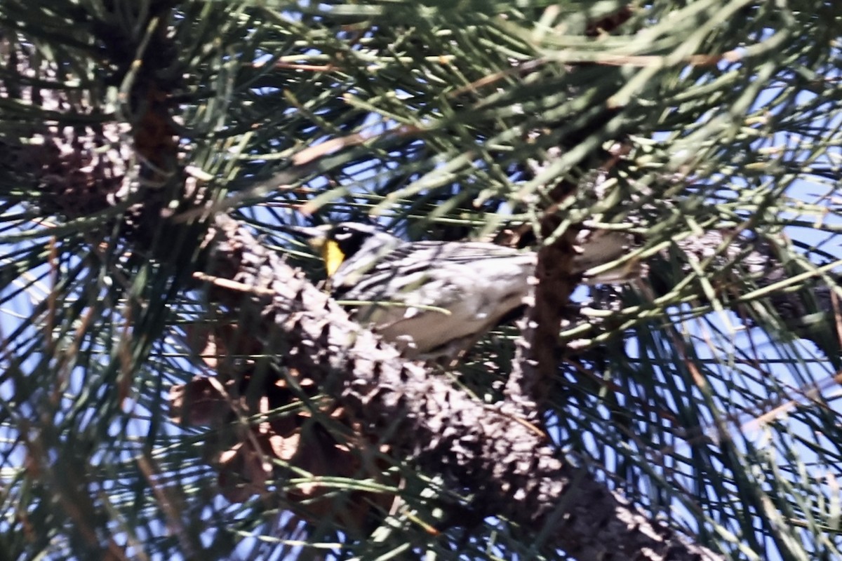 Yellow-throated Warbler - ML620137197