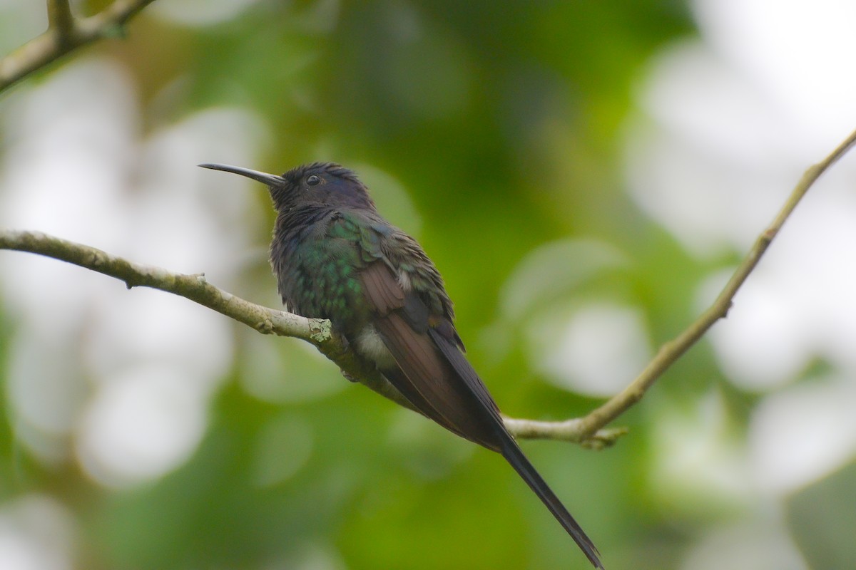 Swallow-tailed Hummingbird - ML620137199