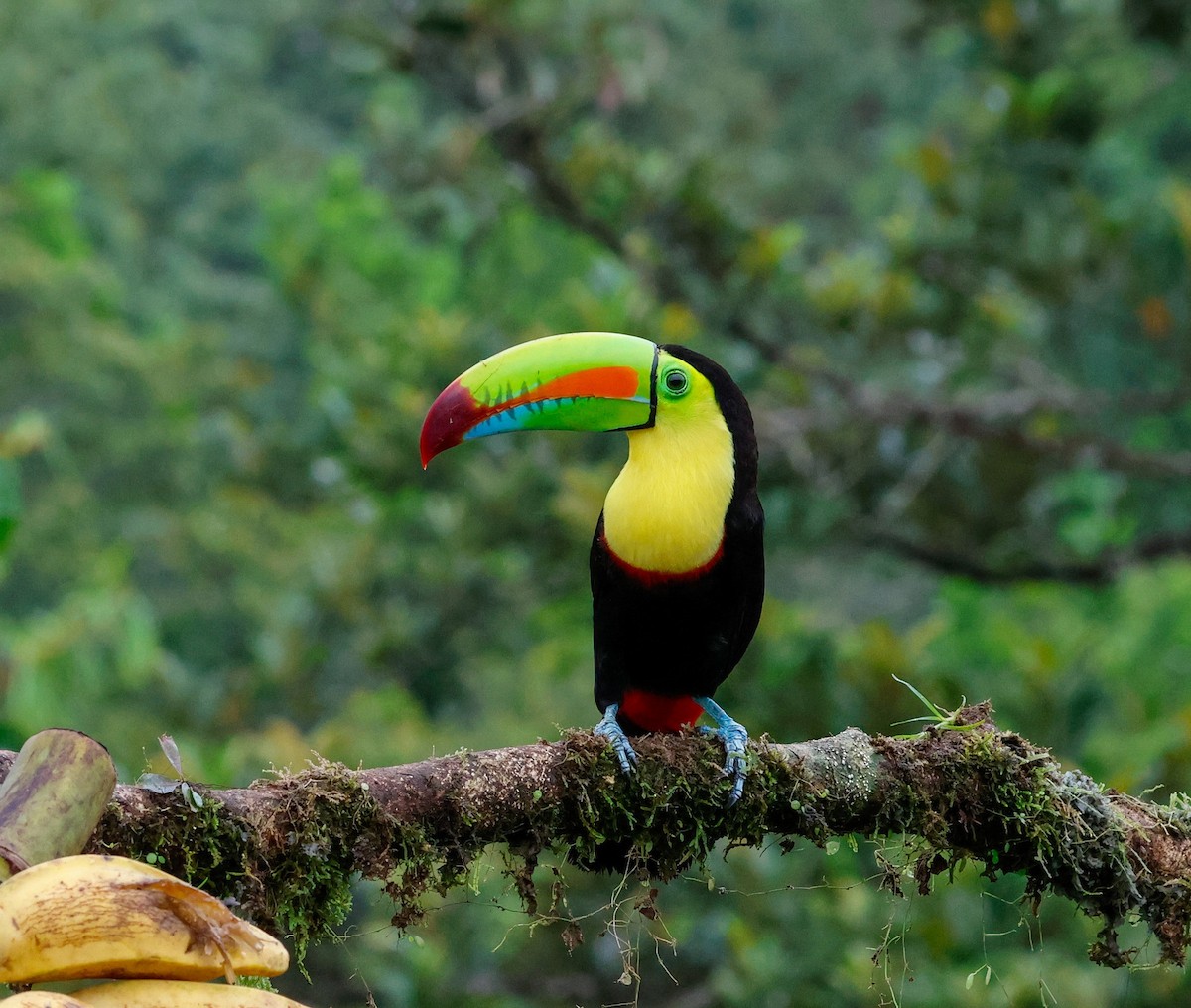 Keel-billed Toucan - ML620137215