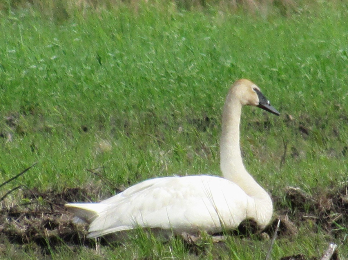 Trumpeter Swan - ML620137230