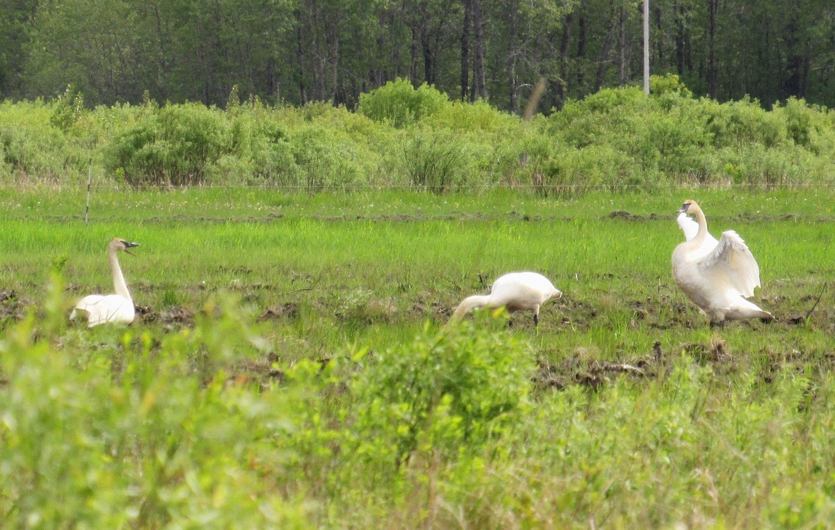 Trumpeter Swan - ML620137231