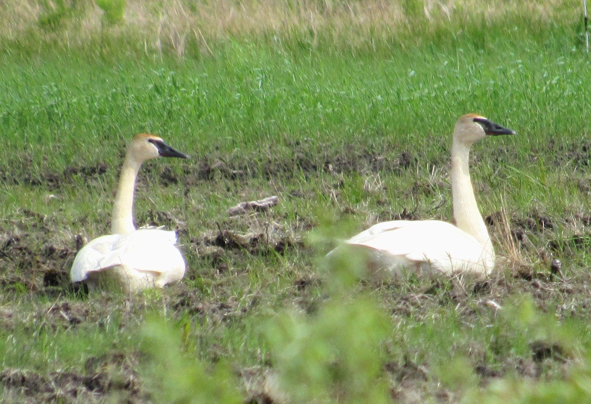 Trumpeter Swan - ML620137233