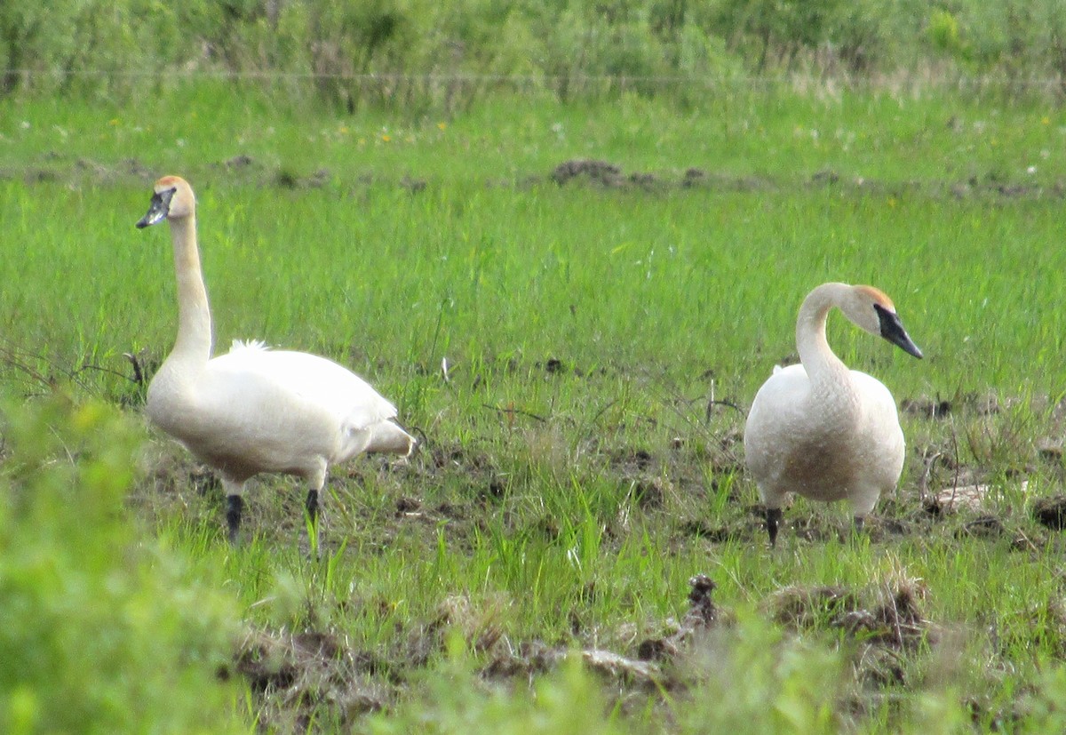 Trumpeter Swan - ML620137234