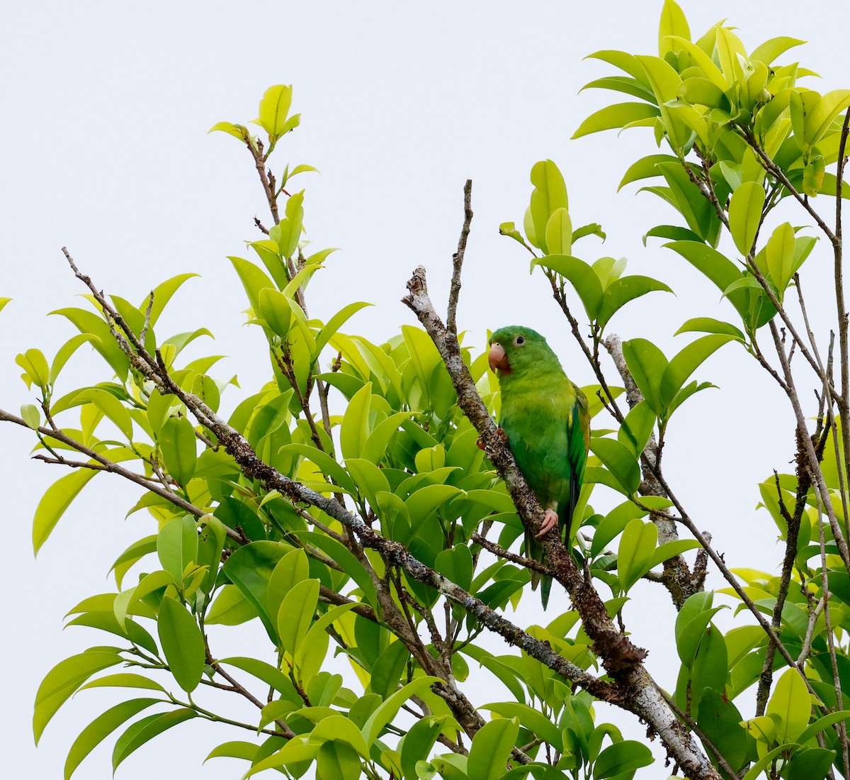 Orange-chinned Parakeet - ML620137237