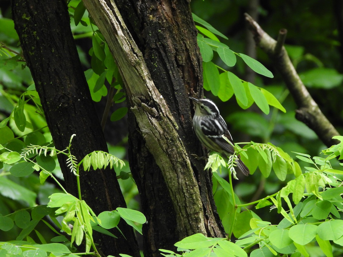 Black-and-white Warbler - ML620137240
