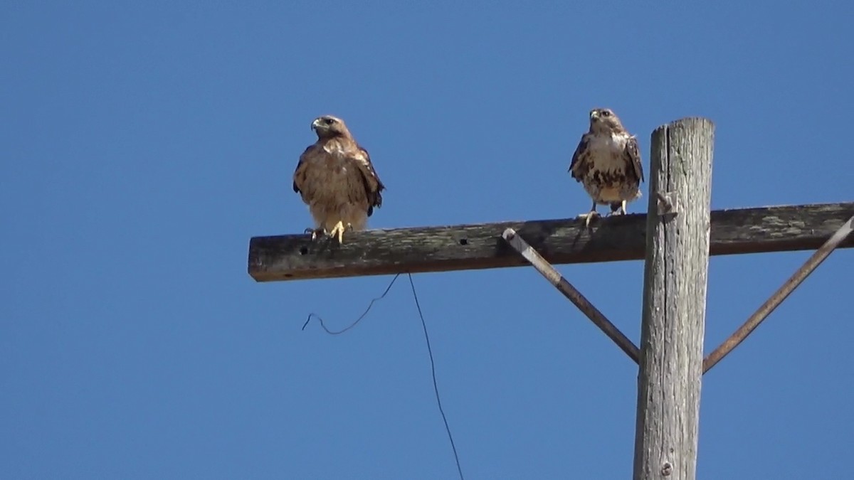 Red-tailed Hawk - ML620137258