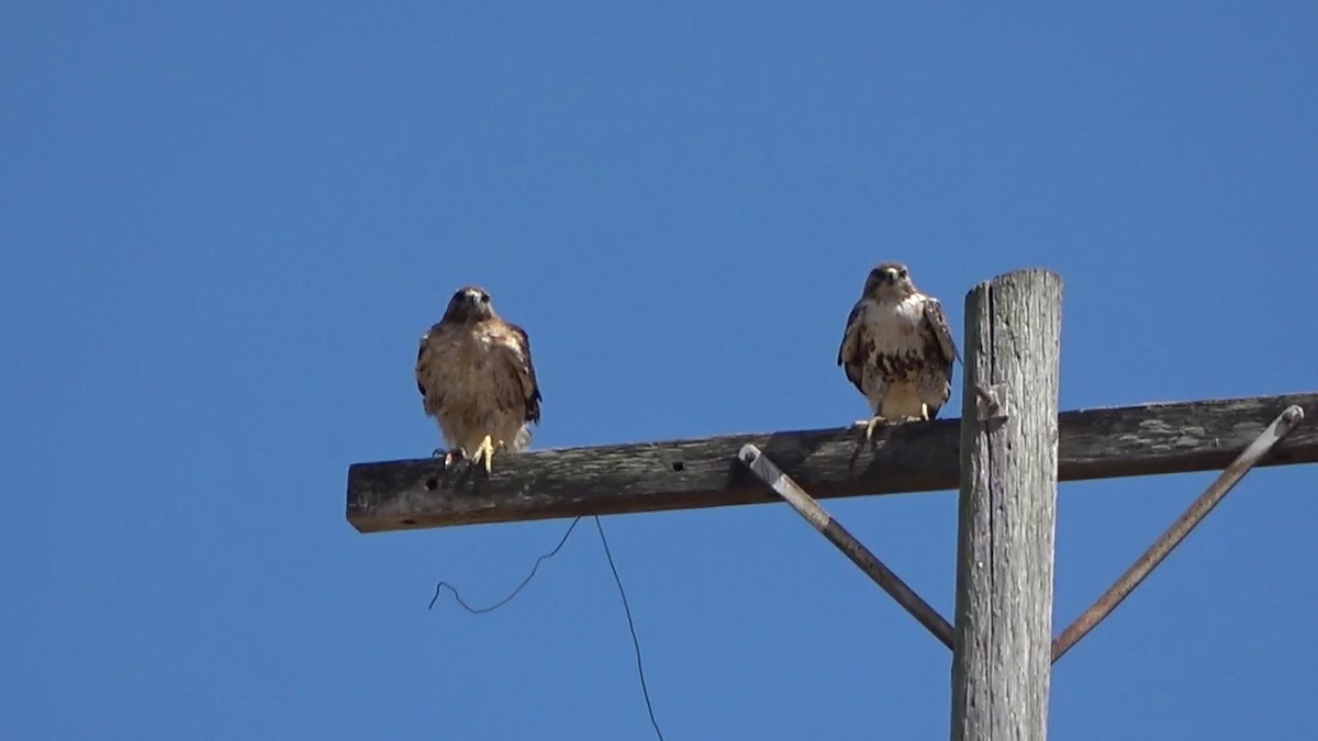 Red-tailed Hawk - ML620137259