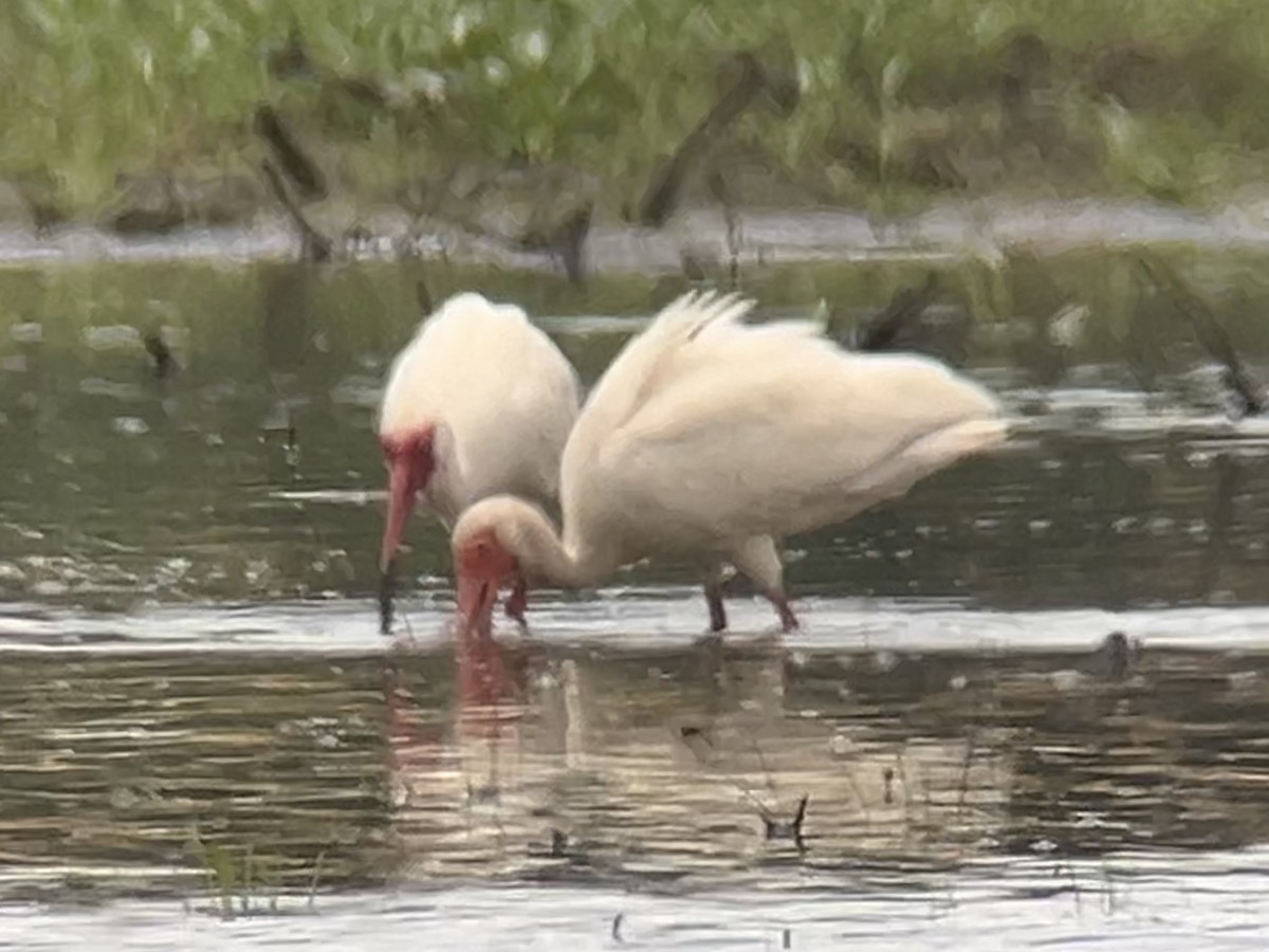 White Ibis - ML620137264