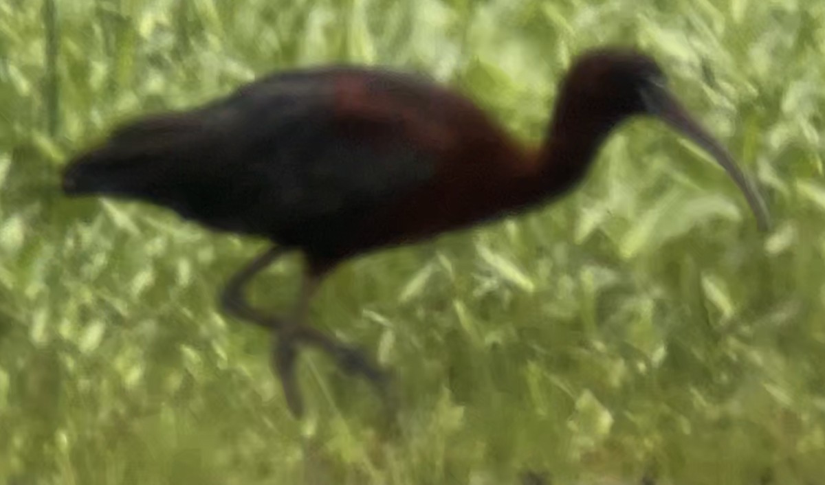 Glossy Ibis - ML620137271