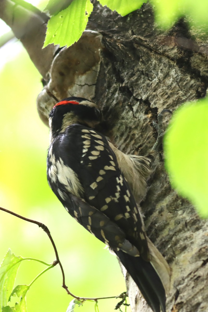 Hairy Woodpecker - ML620137272