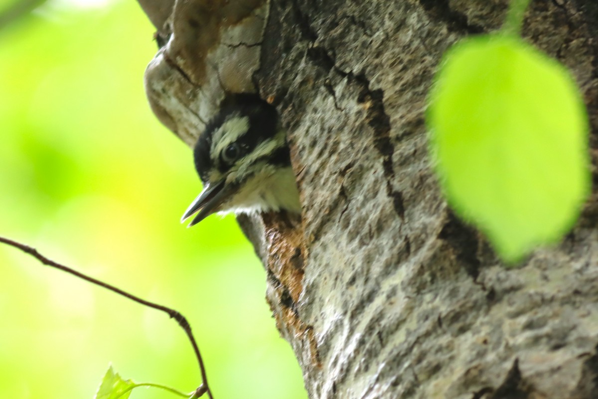 Hairy Woodpecker - ML620137274
