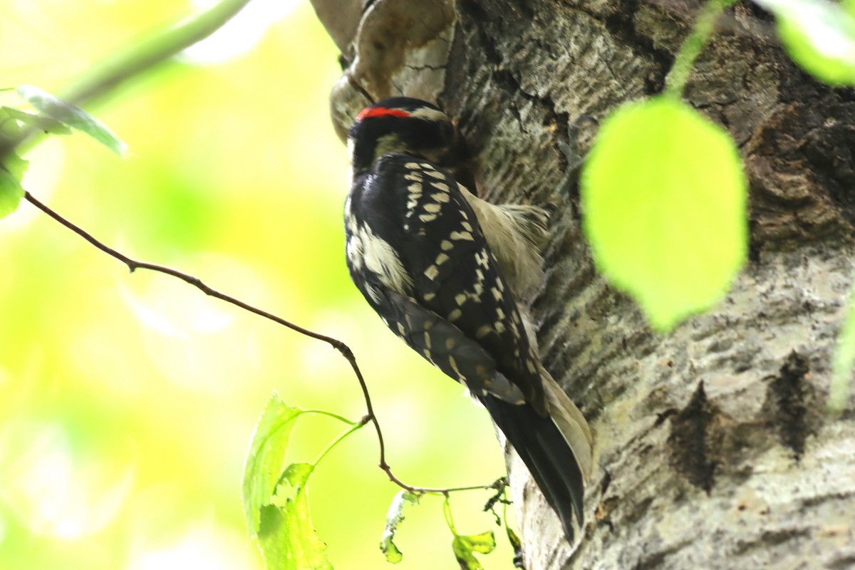 Hairy Woodpecker - ML620137275