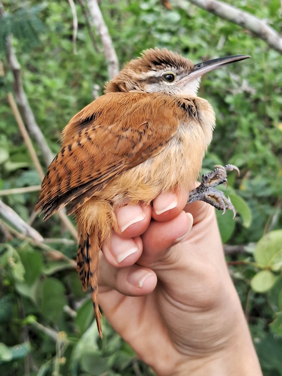 Long-billed Wren - Valeria Torrado