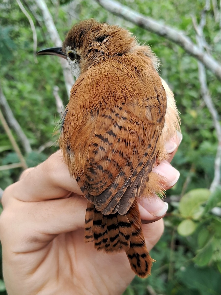 Long-billed Wren - ML620137279