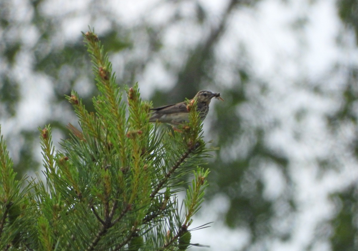 Tree Pipit - ML620137283