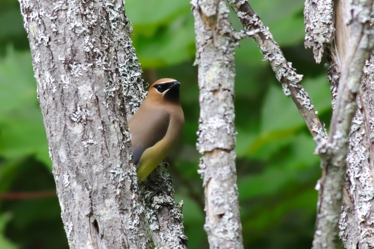 Cedar Waxwing - ML620137286