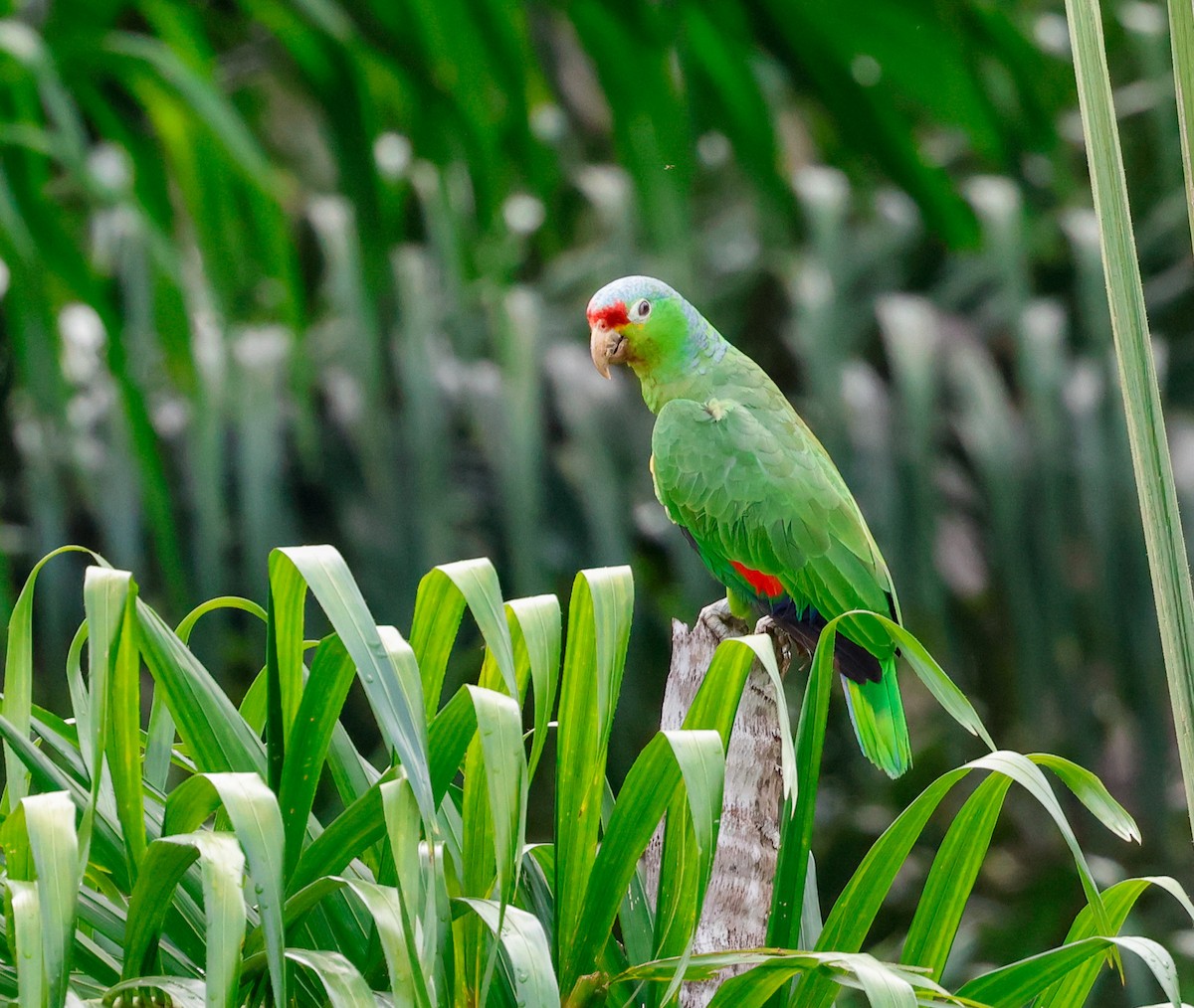 Red-lored Parrot - ML620137287