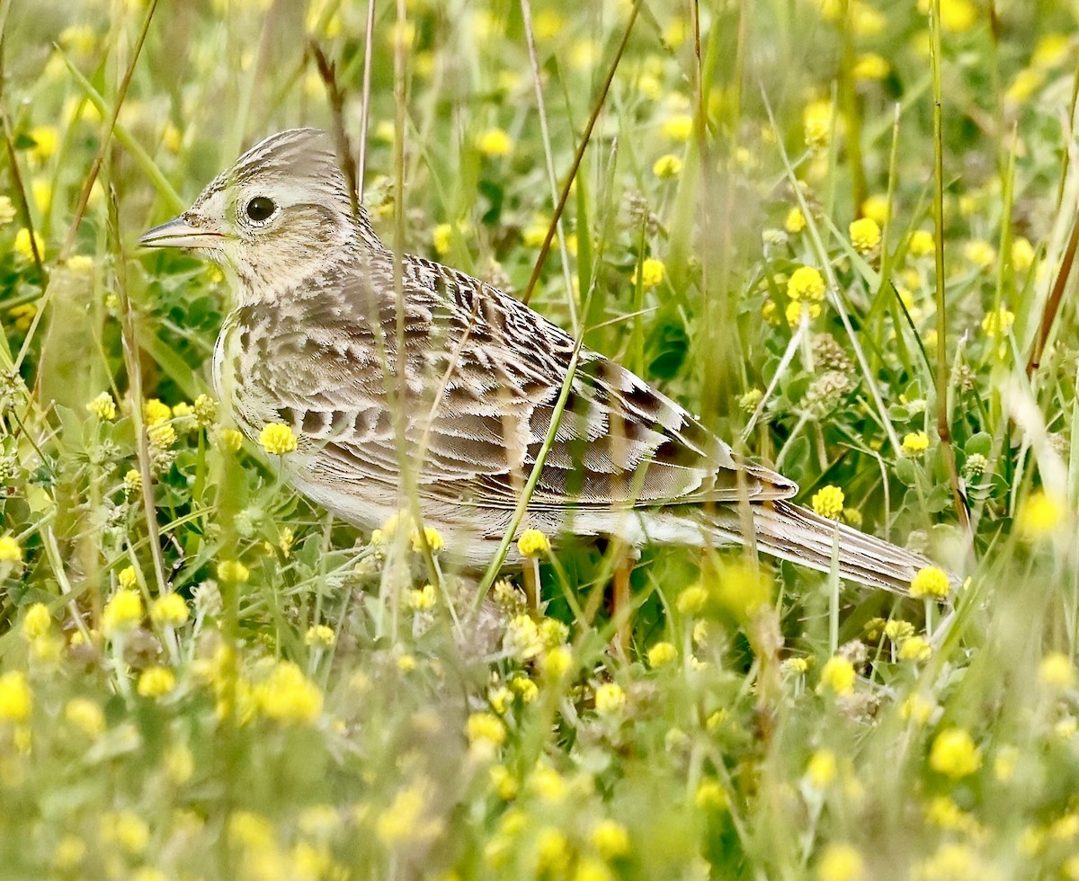 Eurasian Skylark - ML620137298