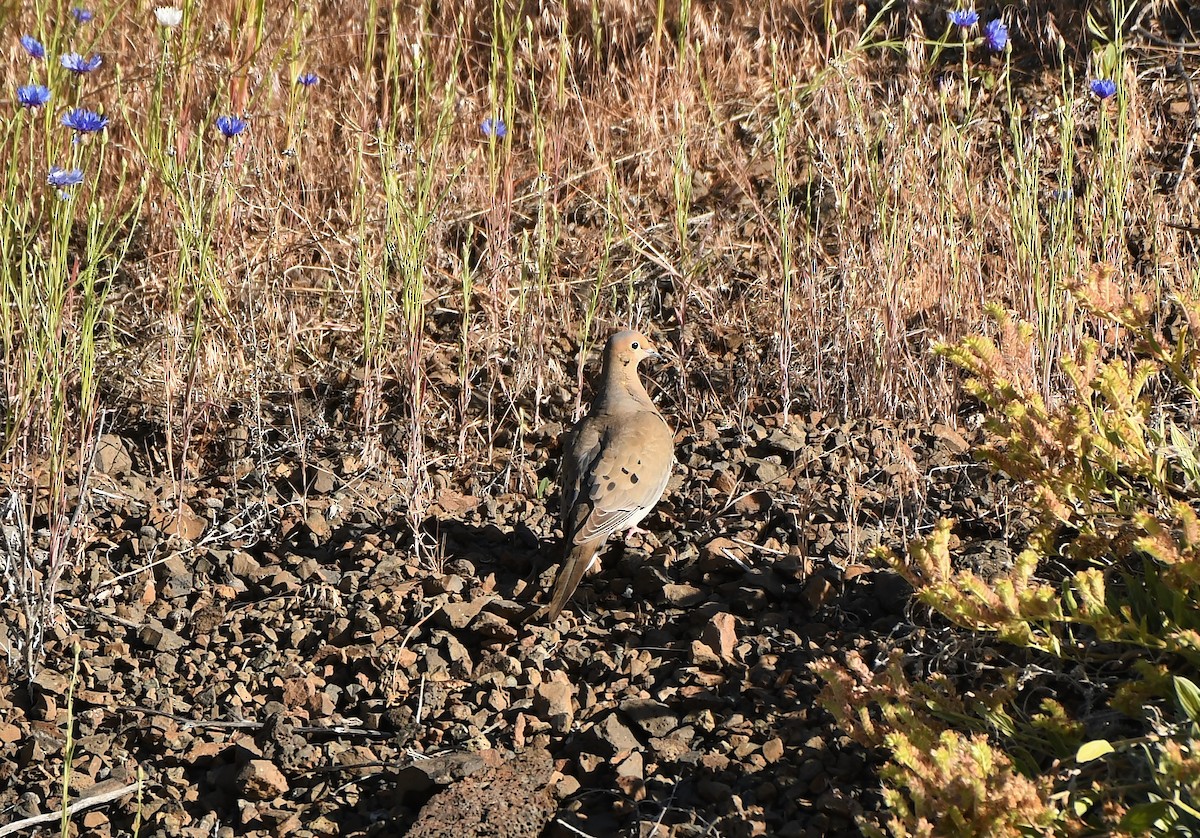 Mourning Dove - ML620137300