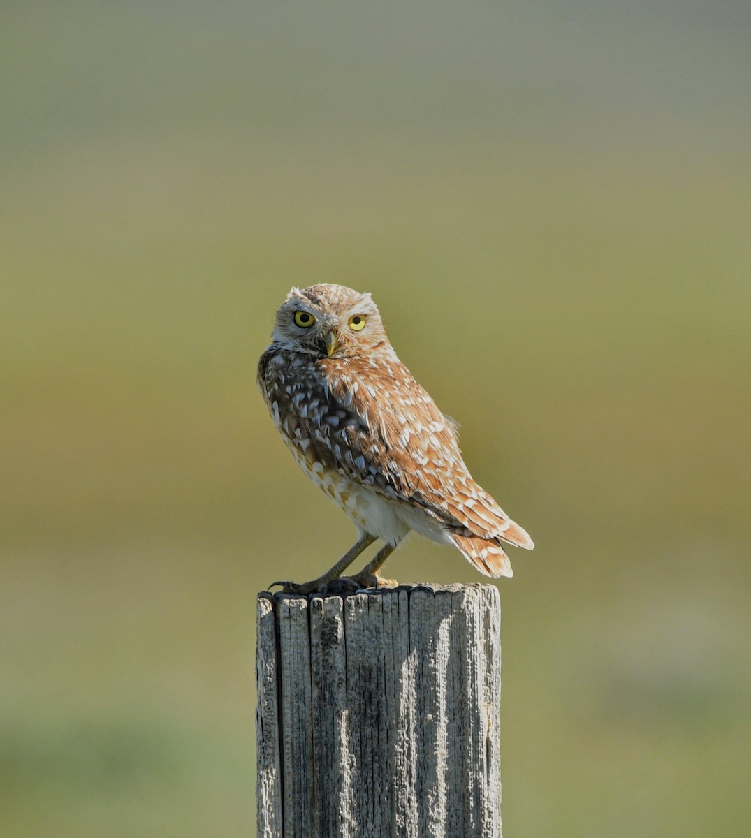 Burrowing Owl - ML620137303