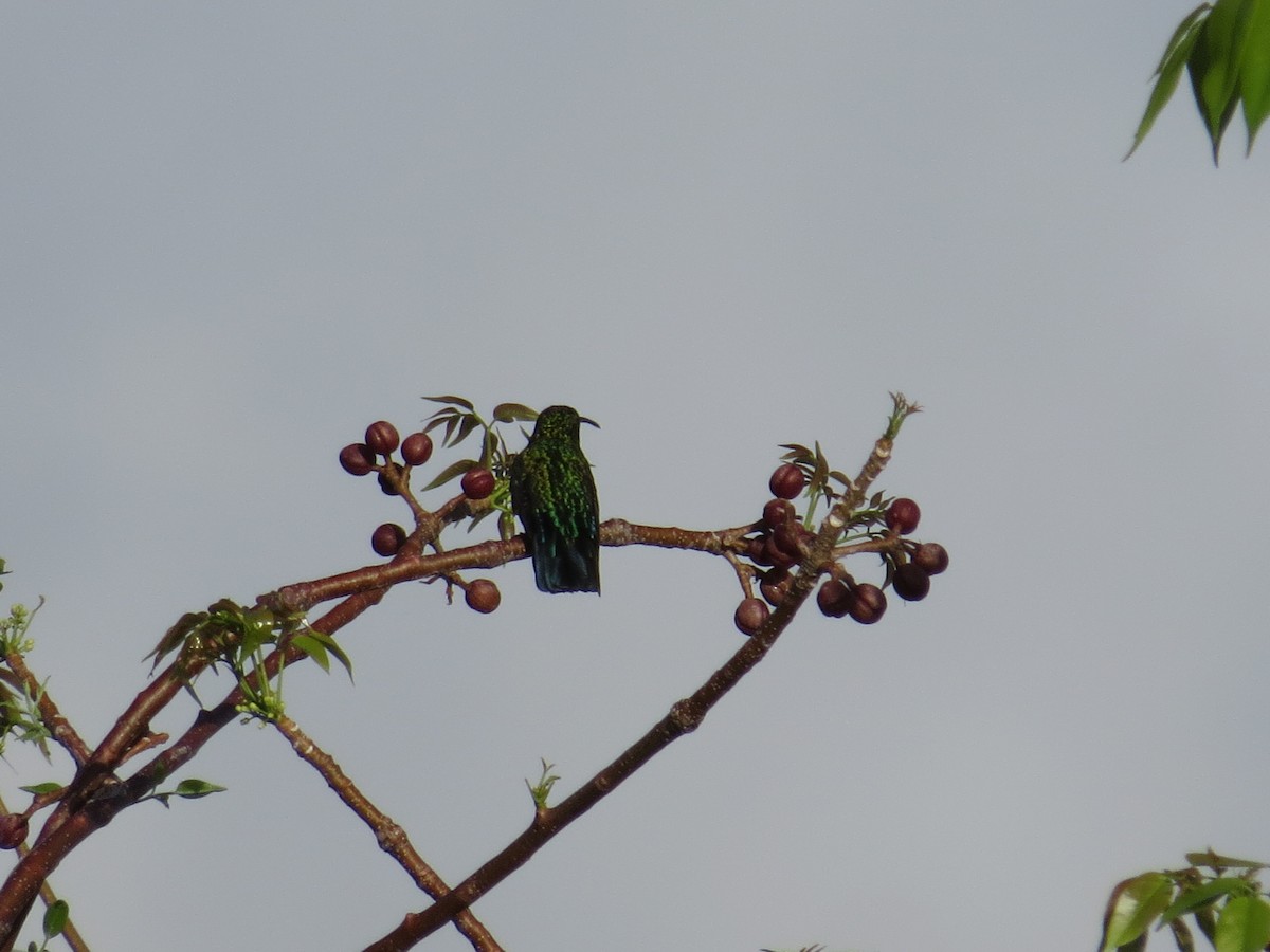 Green-throated Carib - ML620137305