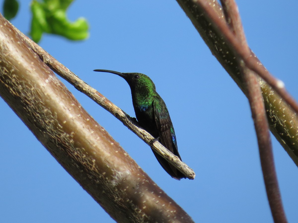 Green-throated Carib - ML620137306