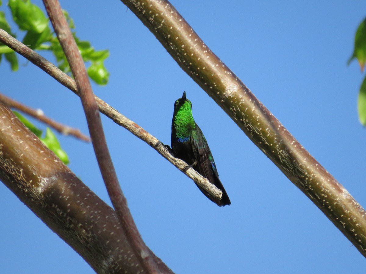 Green-throated Carib - ML620137307