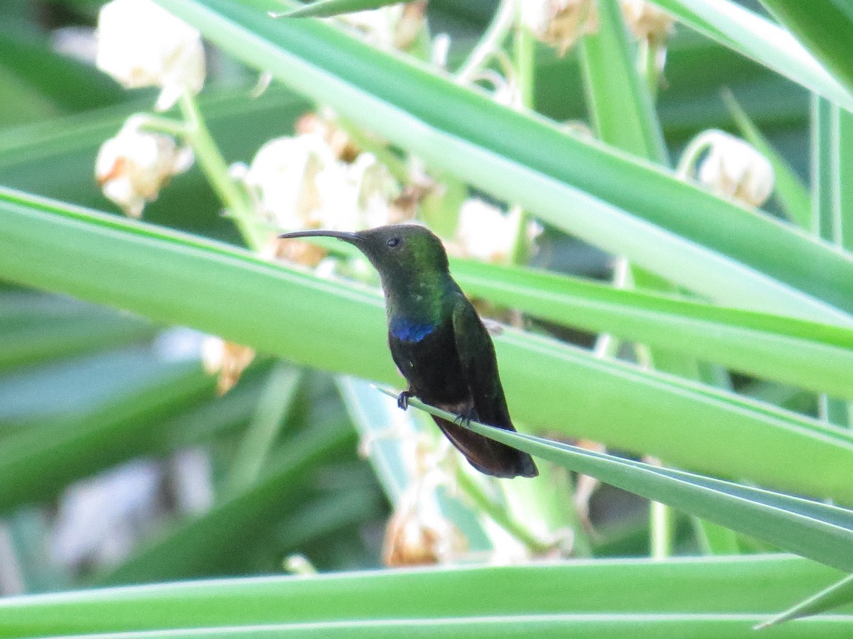 Green-throated Carib - ML620137308