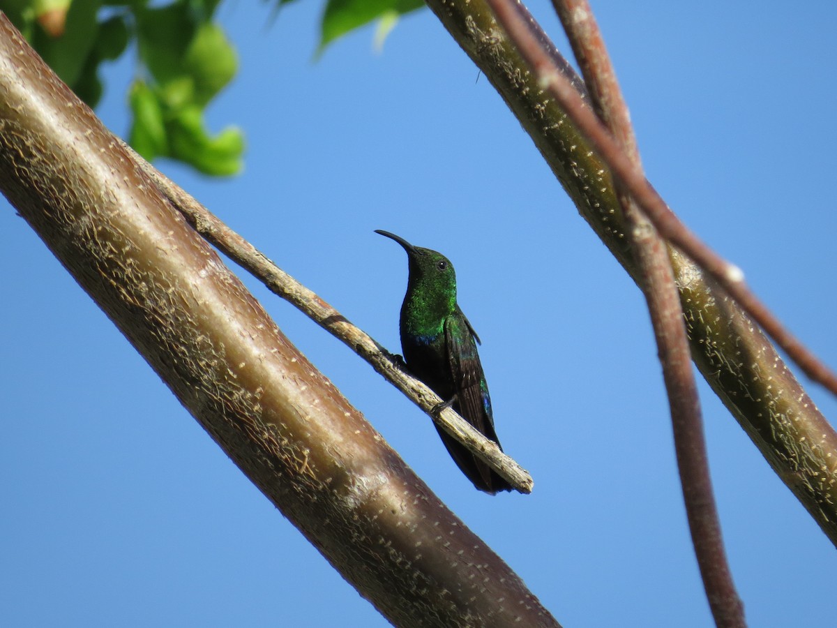 Green-throated Carib - ML620137309