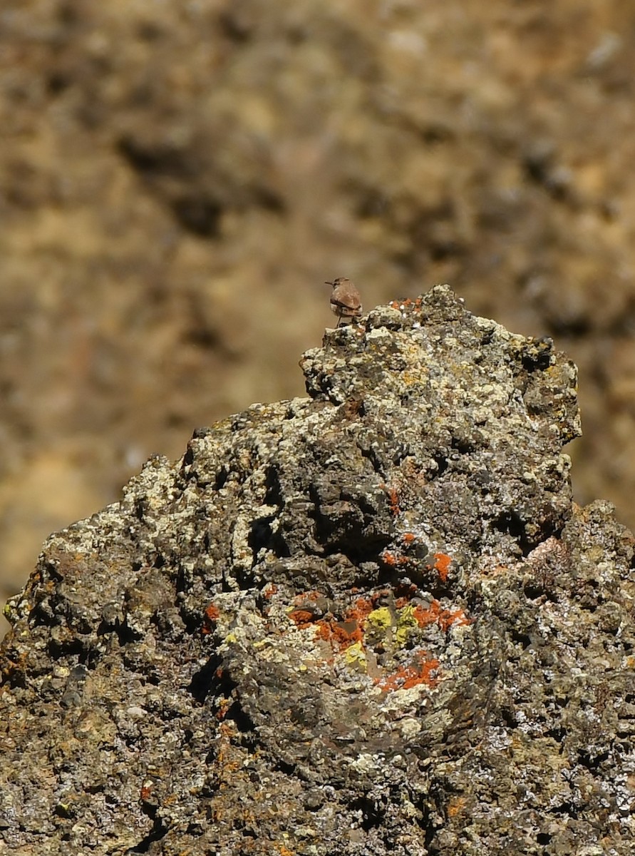 Troglodyte des rochers - ML620137315