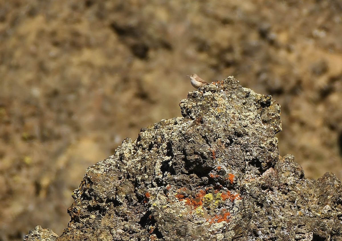 Troglodyte des rochers - ML620137316