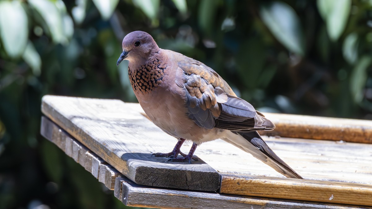 Laughing Dove - ML620137320