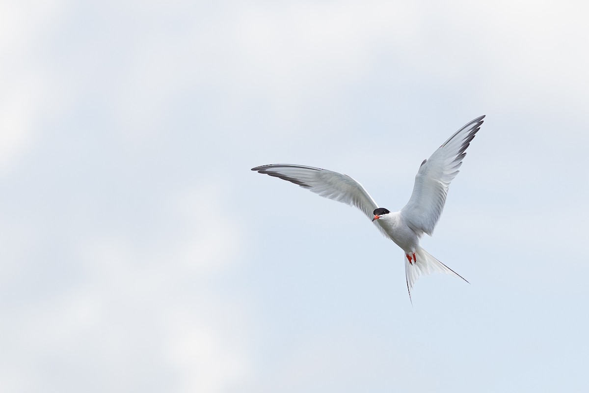 Common Tern - ML620137323