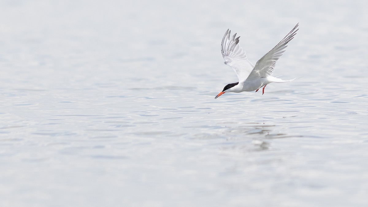 Common Tern - ML620137325