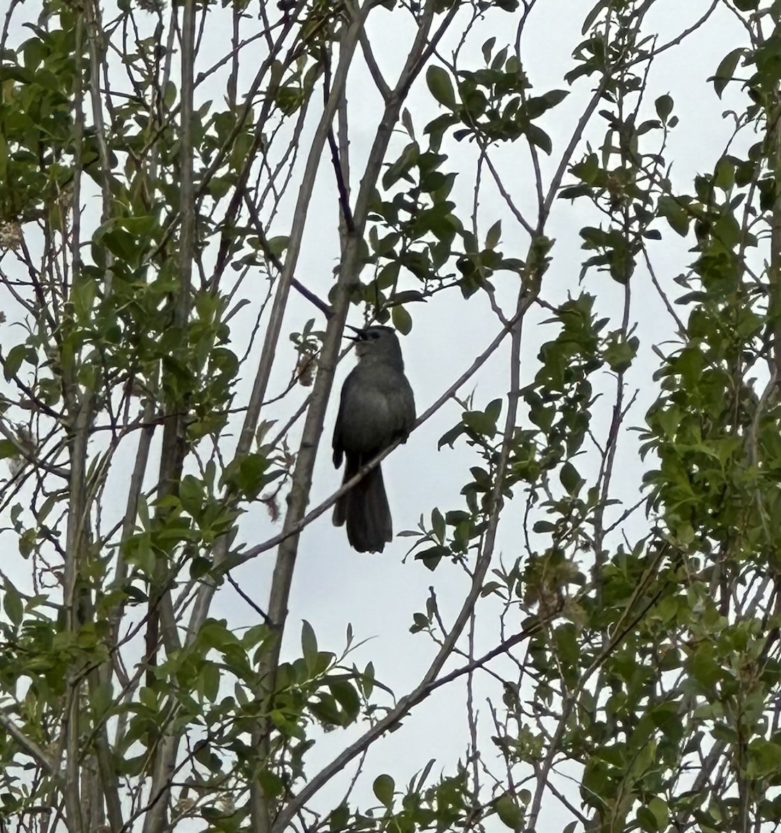 Gray Catbird - ML620137331