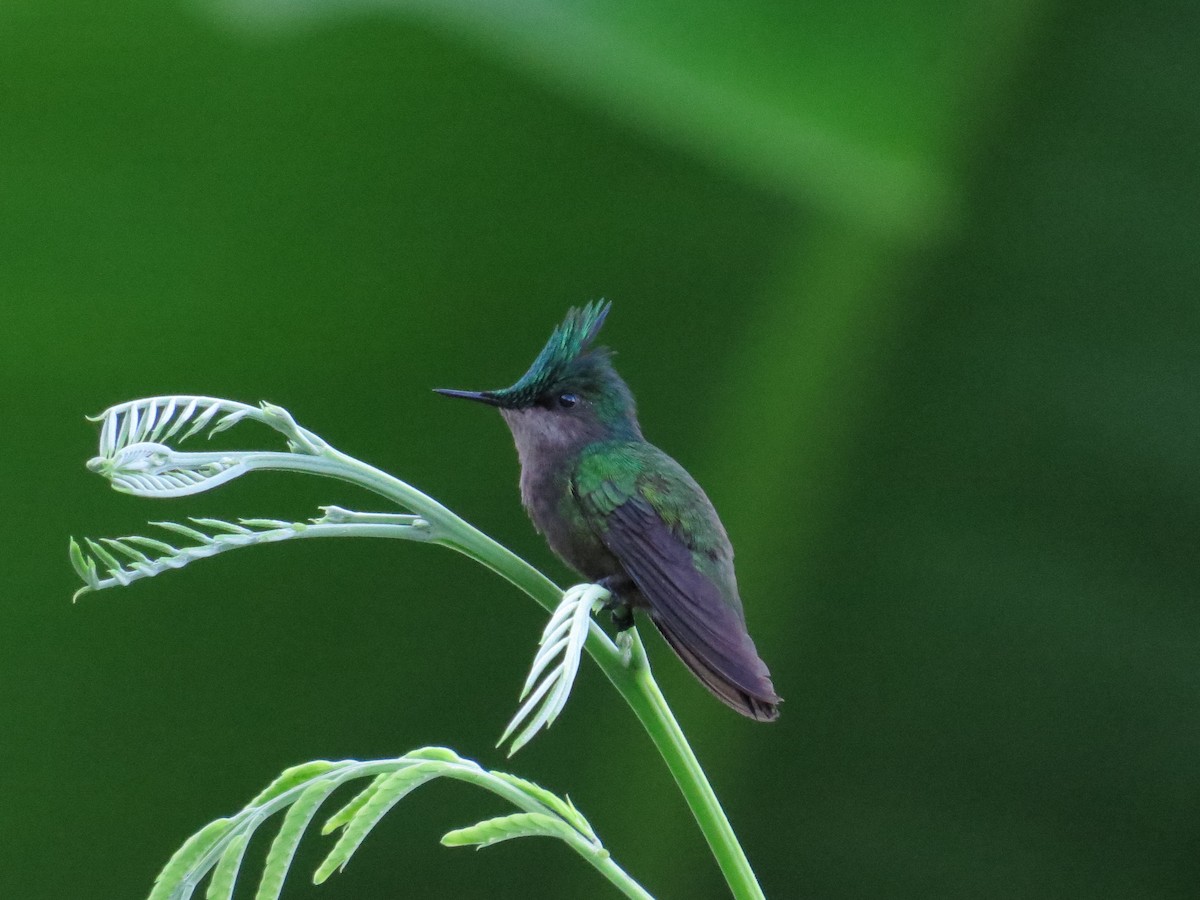 Antillean Crested Hummingbird - ML620137332