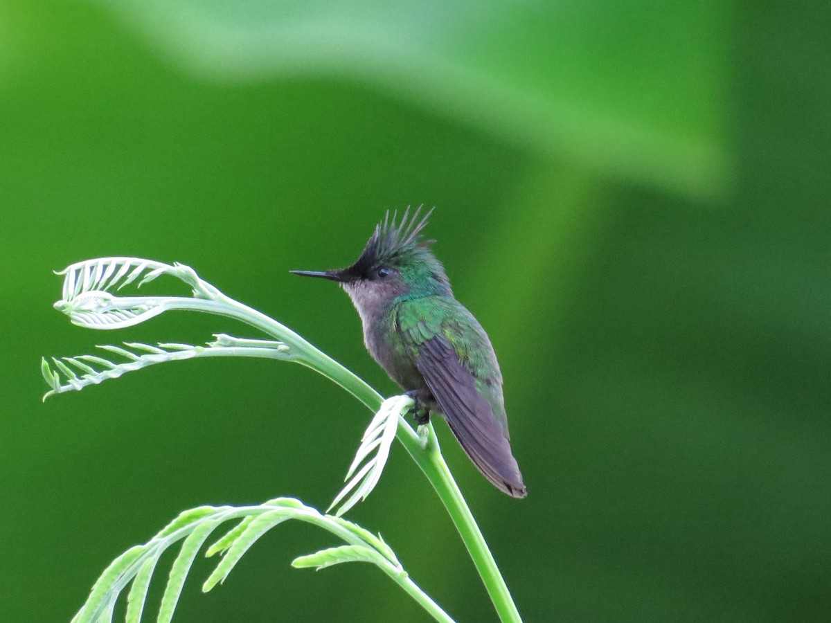 kolibřík chocholatý - ML620137333