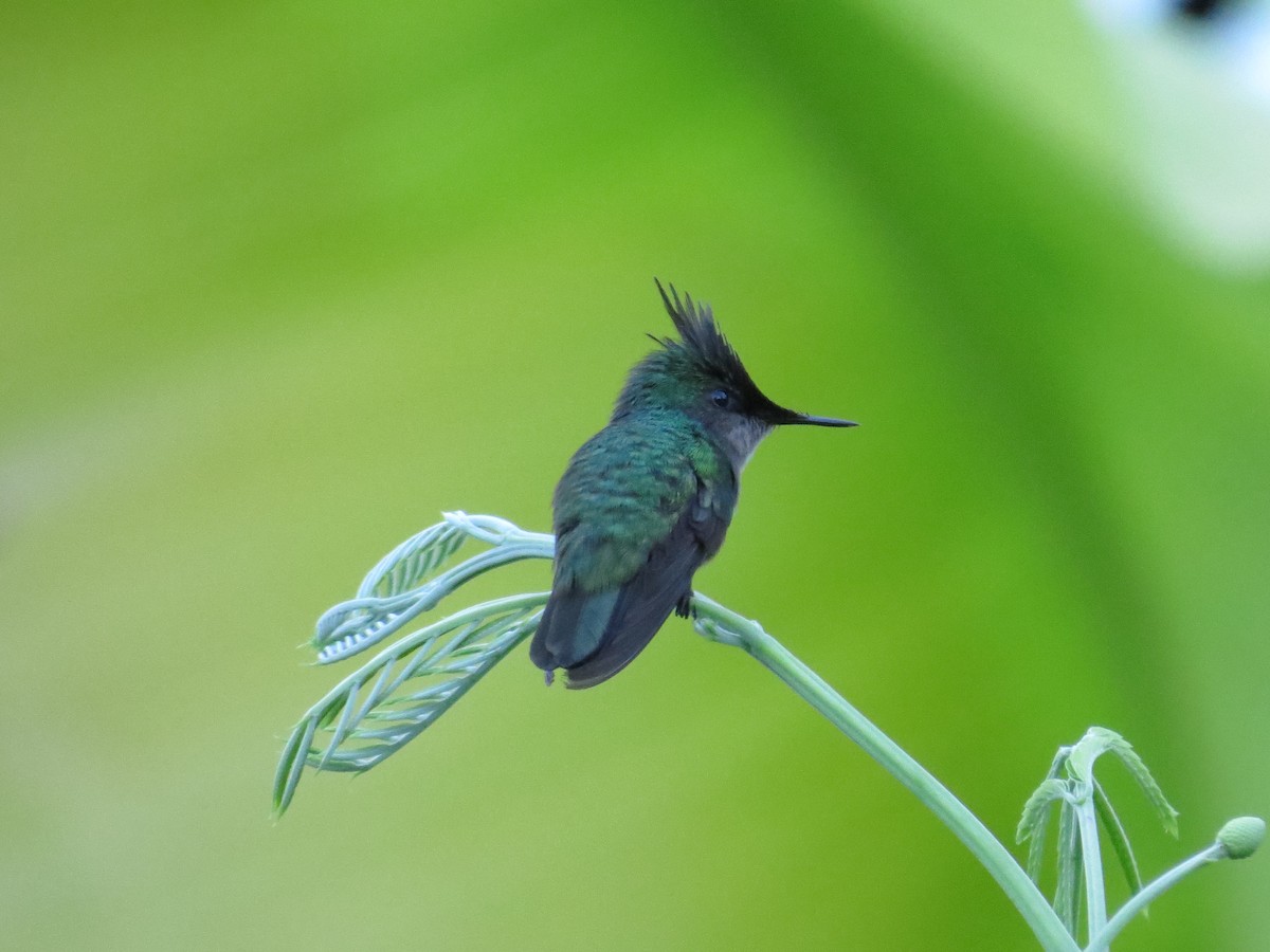Antillean Crested Hummingbird - ML620137334