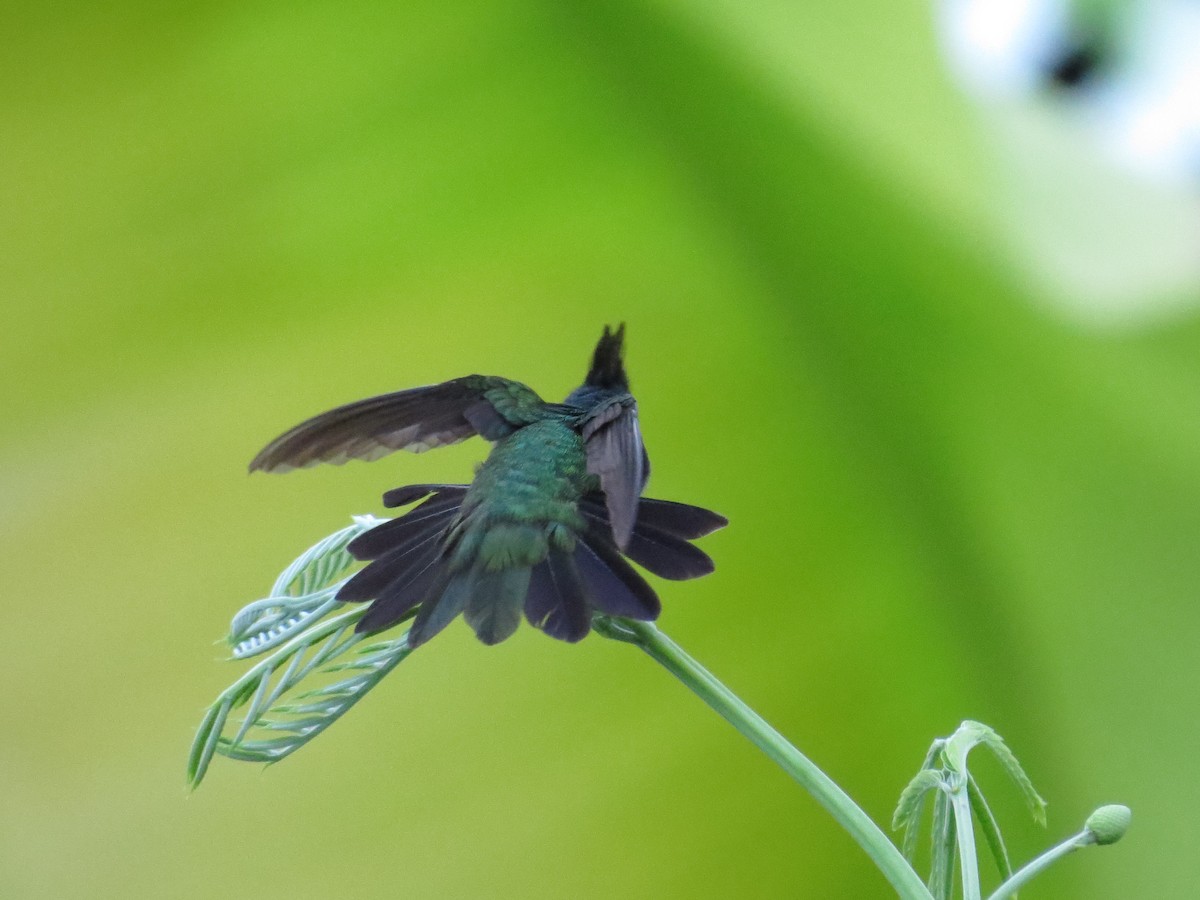 kolibřík chocholatý - ML620137335