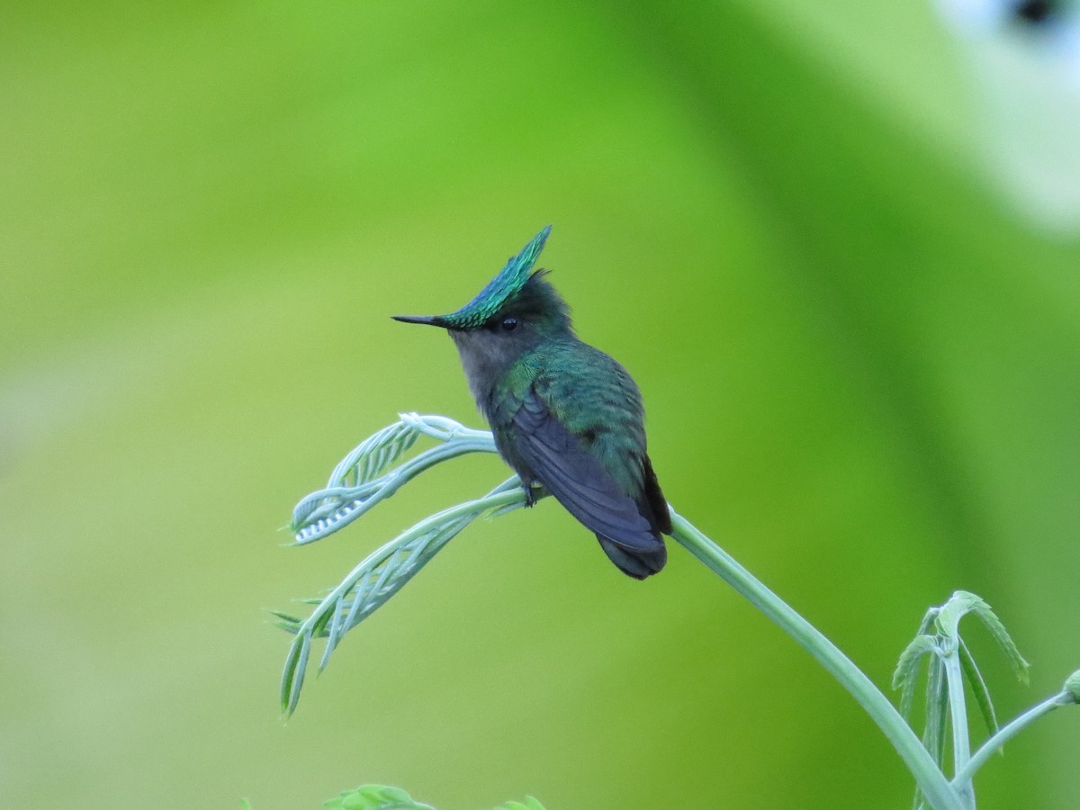 kolibřík chocholatý - ML620137336
