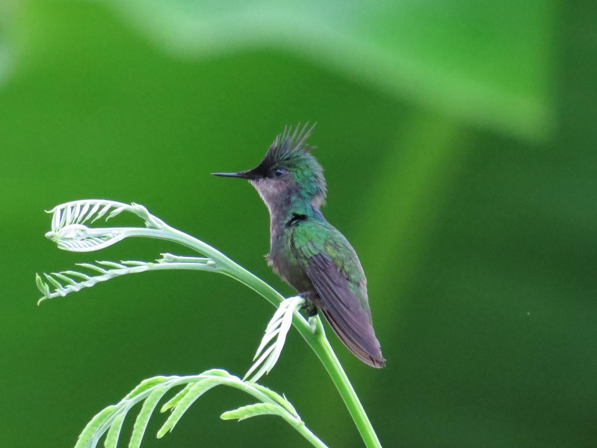 Antillean Crested Hummingbird - ML620137337